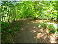 Path in Pullingshill Woods in SL7 2QR