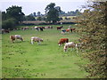 Cows grazing in B37 6RB