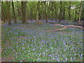 Bluebells in Silford Copse in SO30 2BQ