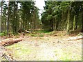 Forest clearing in KY15 7UY
