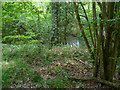 Pond in woodland near Plaistow in RH14 0PZ