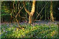 Bluebells in Redhill Copse in RG7 6TA