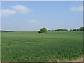 Lone tree, near West Dean in SP5 1HT