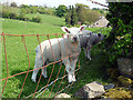 Lambs nibbling the hedge at Old Hutton in Old Hutton and Holmescales