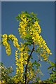 Laburnum On Footpath 46 in RM16 3DT