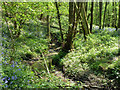 Stream between Nap and Colesgrove Woods in TN5 6LA