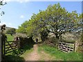 Track to Owley Moor Gate in TQ10 9HN