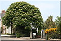 Horse chestnut tree at Morrab Gardens in TR18 4EF