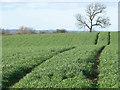 Arable field near Newton Morrell in DL10 6RR