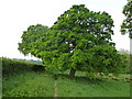 Tree on the footpath running through Raglington Farm in SO32 2HG
