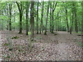 Footpath througfh Silford Copse in SO30 2BQ