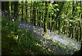Bluebells in Overbrent Wood in TQ10 9EQ