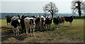2011 : A carefully chosen collection of curious cows in BA4 5JR