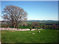 Sheep pasture above Berry Holme in Helsington