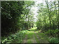 Track in Jews Wood in TN3 8BD