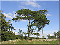 A Scots Pine by a field boundary in TD8 6UJ