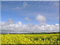 Rapeseed fields near Mathry in Mathry Community