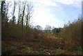 Scrub woodland, Sidney Wood in GU6 8EZ