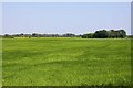 Cereal field by Drayton St Leonard in OX10 7AS