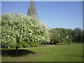 Maryon Park in springtime in SE7 8LQ