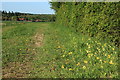 Cowslips and bridleway to Pentlow in CO10 7JU