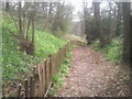 Springtime path in Lesnes Abbey Woods in SE2 9RH