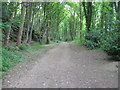 Woodland track, Darley Hillside in DE4 2FZ