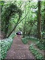 Path in Broadridge Wood in TQ12 1RL