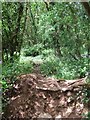 Traces of a path through Bradley Woods in TQ12 1NY