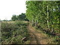 Footpath, Holt Heath in BH22 0LP