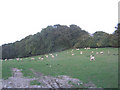 Sheep in a clearing in TN25 5JE