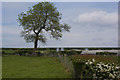 A tree and farm buildings between Freezeland Farm and Sibberings Farm in BL6 5AZ