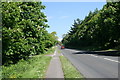 Horse chestnut trees along the A30 in TR18 2RL