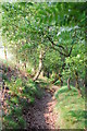 Footpath, Alderley Edge in SK9 7JA