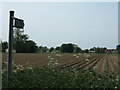Footpath through the spuds from Mole Drove in PE12 0QG