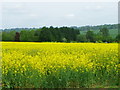 Oilseed rape near Tisbury in SP3 6QE