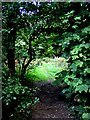 Path into Grace Dieu Wood in LE67 8LX