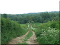 Track, near Westley Farm, Sturminster Marshall in DT11 9EL
