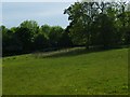 Field with trees at Tegleaze Farm in GU28 0NN