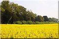 Field of rape near Buckland in SN7 8PX