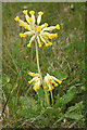 Cowslip (Primula veris) in DD8 1PF