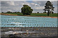 Field of strawberries in B49 5NY