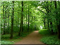 Footpath in Whitwell Wood in S80 4QX