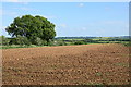 Arable field near summit of Rivey Hill in CB21 4LE