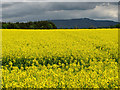 Oilseed rape field near Balado in KY13 0AD