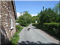 Country lane, with dog on guard in HR2 0JX