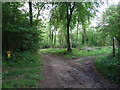 Path Junction, near Cockroad Farm in BH21 5BA