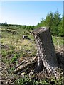 Forestry clearing in Llanafanfawr Community