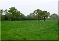 Countryside near Wychpitts Farm in B94 6BY