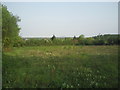 Field next to Maidstone Road, Upper Ruxley in BR8 7QH